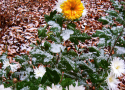 Когда камышане почувствуют на себе дыхание Арктики
