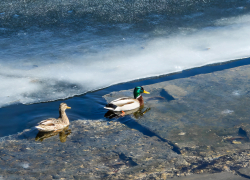 Это не шутка: глава Камышина Зинченко сегодня, 30 марта, подписал распоряжение о "досрочном" завершении отопительного сезона с 1 апреля