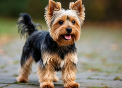 По решению суда в Камышине владелица йоркширского терьера выплатит компенсацию морального вреда пострадавшей соседке