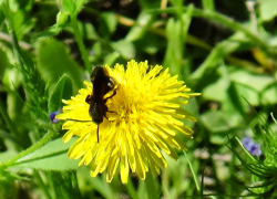 Летний солнечный день пришел в Камышин 21 апреля - перед чередой дождей