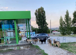 В Камышине администрация города организовала отлов 68-ми бродячих собак - за полгода и за полмиллиона бюджетных рублей