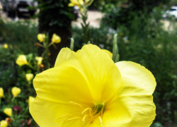 Прошедший дождь немного остудит раскаленный Камышин: погодная повестка на 5 августа