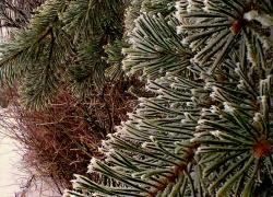 В выходные в Камышине начнет активно подмораживать