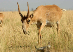 Во сколько суд оценил черепа сайгаков с рогами в Волгоградской области