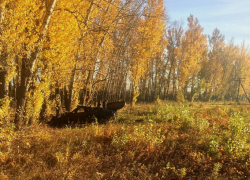 Молодой водитель слетел с сельской дороги, перевернул машину и скончался от удара