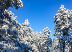 Камышин после снегопада потрясает горожан красотой (ВИДЕО)