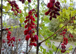 К Камышину подступает похолодание: погодная повестка на 10 ноября