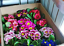  В Камышине 8 марта торговцы цветами не задирали цены и распродали ароматный товар уже к обеду