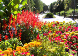 В Камышине озеленители парка Комсомольцев-добровольцев сохранили до осени самые яркие в городе клумбы