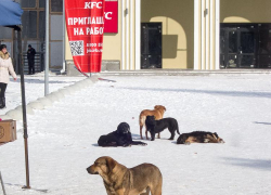 В Волгоградской области даже зоозащитники признали, что бродячих псов нельзя кормить где попало