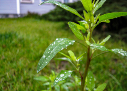 Туманно и тепло: погода в Камышине 14 ноября