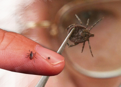 49-летнюю женщину искусал клещ - до смерти