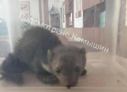 Камышане рассказывают в соцсетях, как в одной из городских школ поймали ласку