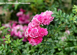 В последние дни июня в Камышине будет жарко