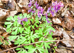 Камышанам светит «аномально тёплый март»