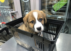 В Камышине забыли щенка в круглосуточном магазине