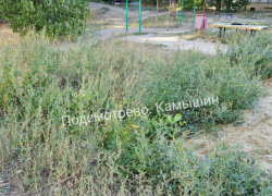 Камышин зарос сорняками в пояс, "косарей" в службах благоустройства не хватает