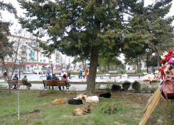 "Мне не по себе, что Камышине рядом с фруктово-овощным рынком у бывшей "Победы"  находится лежбище бродячих собак", - камышанка