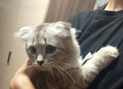 Фото с перепуганным котенком умилило Камышин