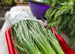 В Камышине пучок зеленого лука перешел на зимний ценовой "тариф", - камышанка