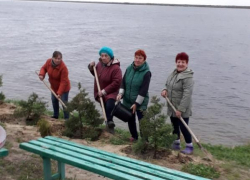 В селе Антиповка Камышинского района жители выделили кустарники и цветы из своих садов для облагораживания берега Волги