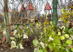 С завтрашнего дня, 25 ноября, в Камышине ждут ночных заморозков