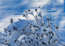 20 градусов мороза и снег: погода в Камышине на начало недели
