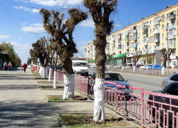 В Камышине на центральных улицах перед Пасхой побелили деревья