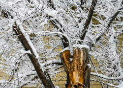 В Камышине под тяжестью снега начали ломаться деревья
