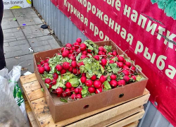 В Камышин завезли редиску на предновогоднюю окрошку