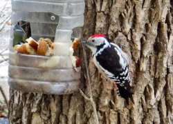 Слабый морозец сохранится в Камышине 4 декабря - пока без снега