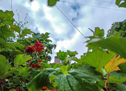 В Камышине немного потеплело, и новые дожди тут как тут