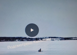 В Камышине взволнованно обсуждают видео с травмированной косулей и спрашивают о ее судьбе (ВИДЕО)