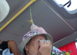 Куда девали кондиционеры от муниципальных "Газелей", ведь они должны быть в комплекте? - камышанин