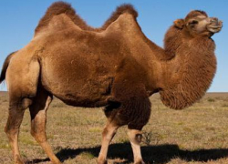 В  столкновении "Лады" и верблюда двугорбый погиб, но и трое молодых людей оказались в стационаре