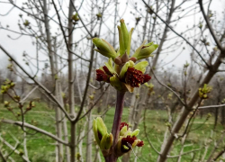 До нуля похолодает в Камышине