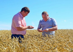 В стабильных хозяйствах Камышинского района планируют выйти на урожайность пшеницы в 25 центнеров с гектара
