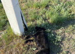 Камышане в соцсетях принялись искать хозяина мертвого лабрадора