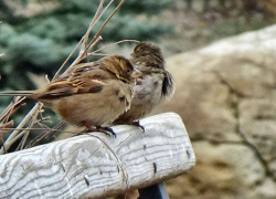 В Камышине в разгар зимы пришла весна: погодная повестка на 30 января