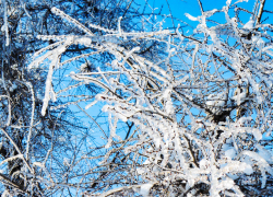 Морозы не сдаются в Камышине: погодная повестка на 24 января