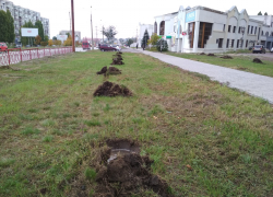 Озеленители "Благоустройства" планируют посадить полторы сотни деревьев в Камышине