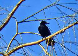 11 градусов тепла, но случится магнитный шторм: погодная повестка для камышан на 10 марта