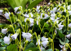 Синоптики назвали сегодняшнюю ночь в Камышине самой холодной из всех предстоящих апрельских