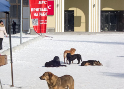В Госдуме разработали законопроект о запрете кормления бродячих собак