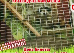 В Камышин заехали подозрительные обезьяны, - камышанка