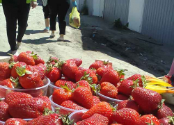 На камышинских уличных рынках появилась в продаже первая клубника