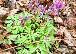 Резкий погодный скачок произойдет в Камышине после сегодняшнего, 24 марта, дождя