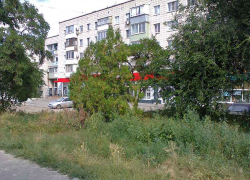 В Камышине муниципальные косари не успевают за ростом сорной травы даже на центральных улицах