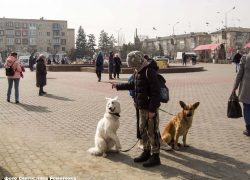 Жителей Волгоградской области будут наказывать за плохое содержание домашних животных