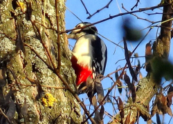 Первый день зимы пришел в Камышин с плюсовой температурой